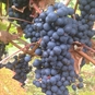 Wroxeter Vineyard Tours and Tasting Shropshire - Vines